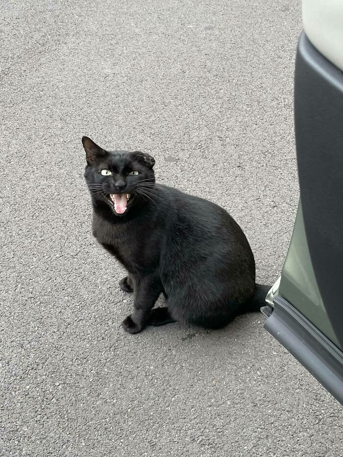 People Are Posting Pics Of Cats Radiating Powerful Meow Energy In This Group That Has Over 590k Members, And Here Are 50 Of The Best Pics (New Pics) People Are Posting Pics Of Cats Radiating Powerful Meow Energy In This Group That Has Over 590k Members, And Here Are 50 Of The Best Pics (New Pics)