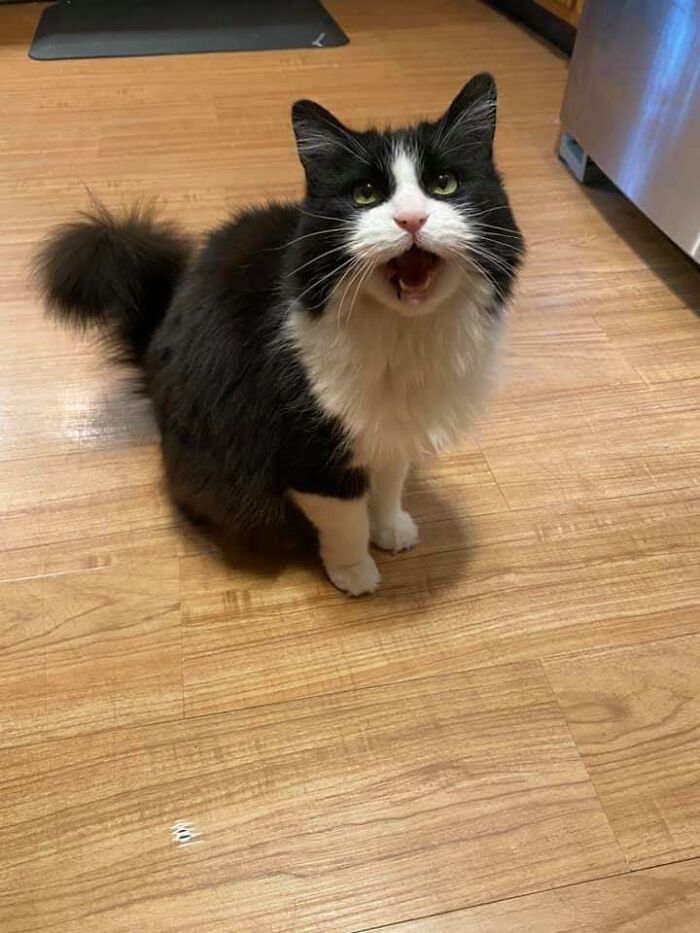 People Are Posting Pics Of Cats Radiating Powerful Meow Energy In This Group That Has Over 590k Members, And Here Are 50 Of The Best Pics (New Pics) People Are Posting Pics Of Cats Radiating Powerful Meow Energy In This Group That Has Over 590k Members, And Here Are 50 Of The Best Pics (New Pics)