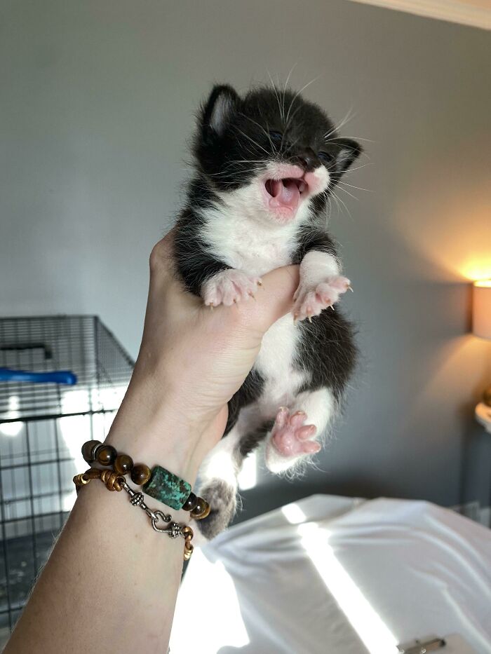 People Are Posting Pics Of Cats Radiating Powerful Meow Energy In This Group That Has Over 590k Members, And Here Are 50 Of The Best Pics (New Pics) People Are Posting Pics Of Cats Radiating Powerful Meow Energy In This Group That Has Over 590k Members, And Here Are 50 Of The Best Pics (New Pics)