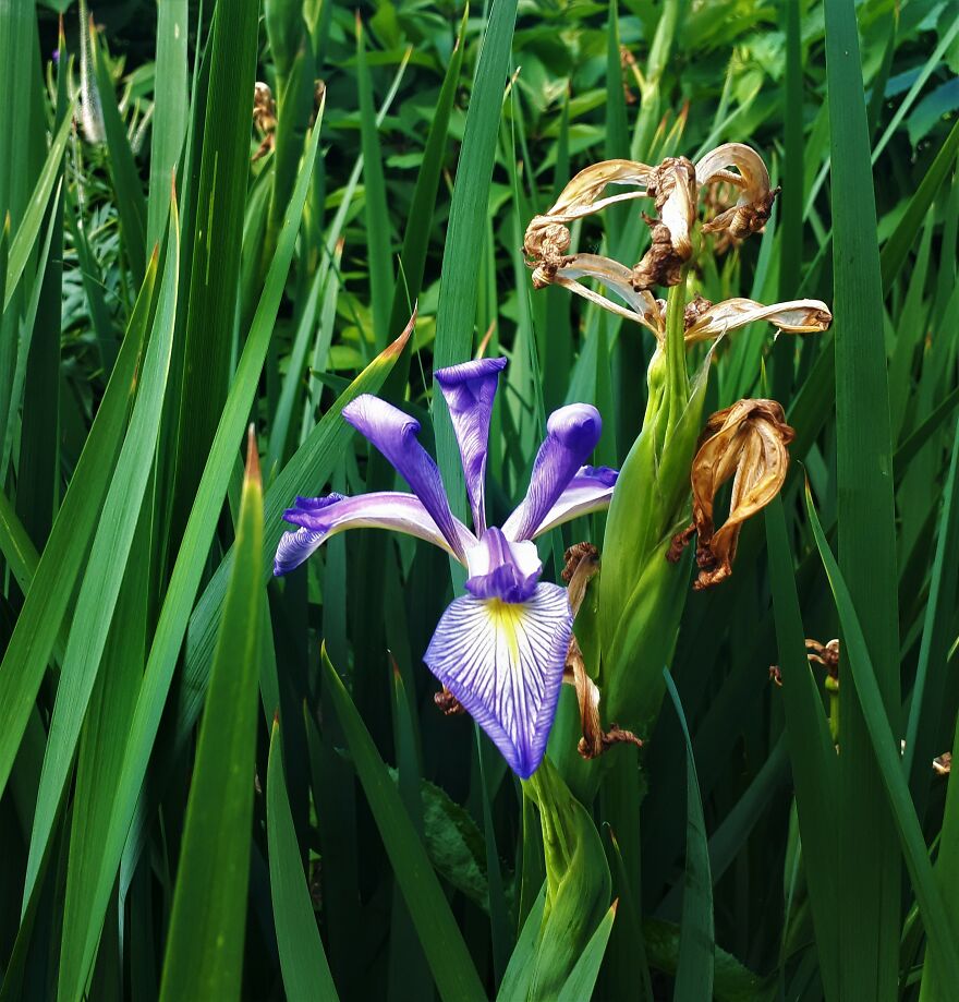 I Took Photos Of Assiniboine Park & English Gardens On A Hot, Muggy Day (25 Pics) I Took Photos Of Assiniboine Park & English Gardens On A Hot, Muggy Day (25 Pics)