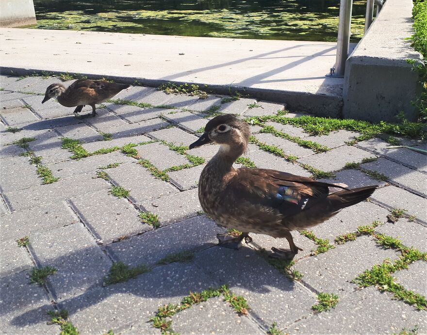I Took Photos Of Assiniboine Park & English Gardens On A Hot, Muggy Day (25 Pics) I Took Photos Of Assiniboine Park & English Gardens On A Hot, Muggy Day (25 Pics)