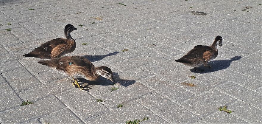 I Took Photos Of Assiniboine Park & English Gardens On A Hot, Muggy Day (25 Pics) I Took Photos Of Assiniboine Park & English Gardens On A Hot, Muggy Day (25 Pics)