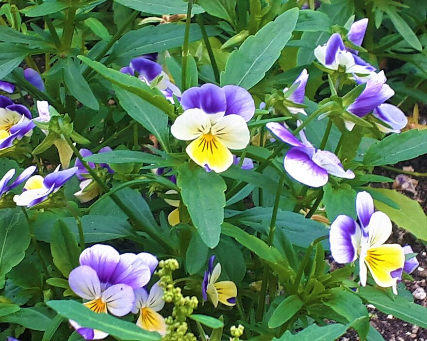 I Took Photos Of Assiniboine Park & English Gardens On A Hot, Muggy Day (25 Pics) I Took Photos Of Assiniboine Park & English Gardens On A Hot, Muggy Day (25 Pics)