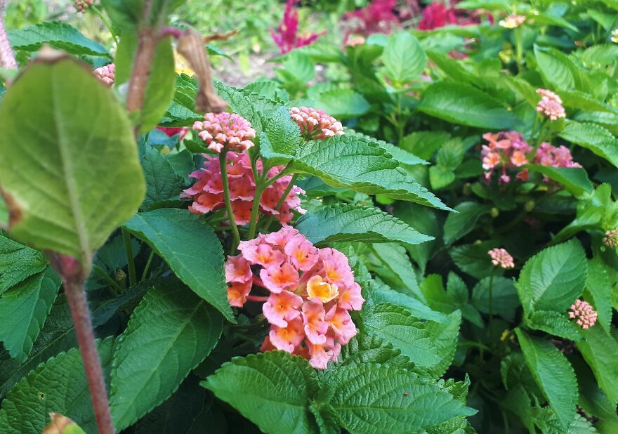 I Took Photos Of Assiniboine Park & English Gardens On A Hot, Muggy Day (25 Pics) I Took Photos Of Assiniboine Park & English Gardens On A Hot, Muggy Day (25 Pics)