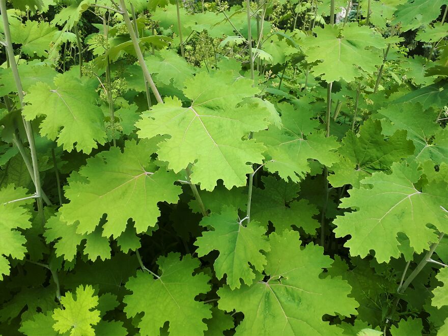 I Took Photos Of Assiniboine Park & English Gardens On A Hot, Muggy Day (25 Pics) I Took Photos Of Assiniboine Park & English Gardens On A Hot, Muggy Day (25 Pics)