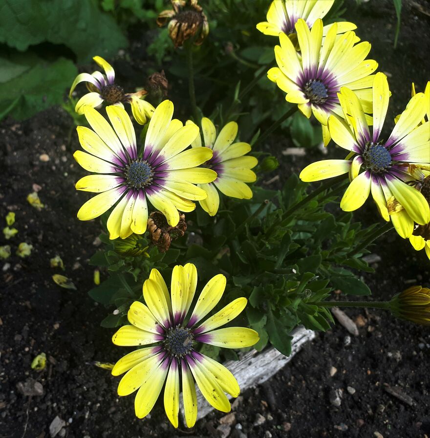 I Took Photos Of Assiniboine Park & English Gardens On A Hot, Muggy Day (25 Pics) I Took Photos Of Assiniboine Park & English Gardens On A Hot, Muggy Day (25 Pics)