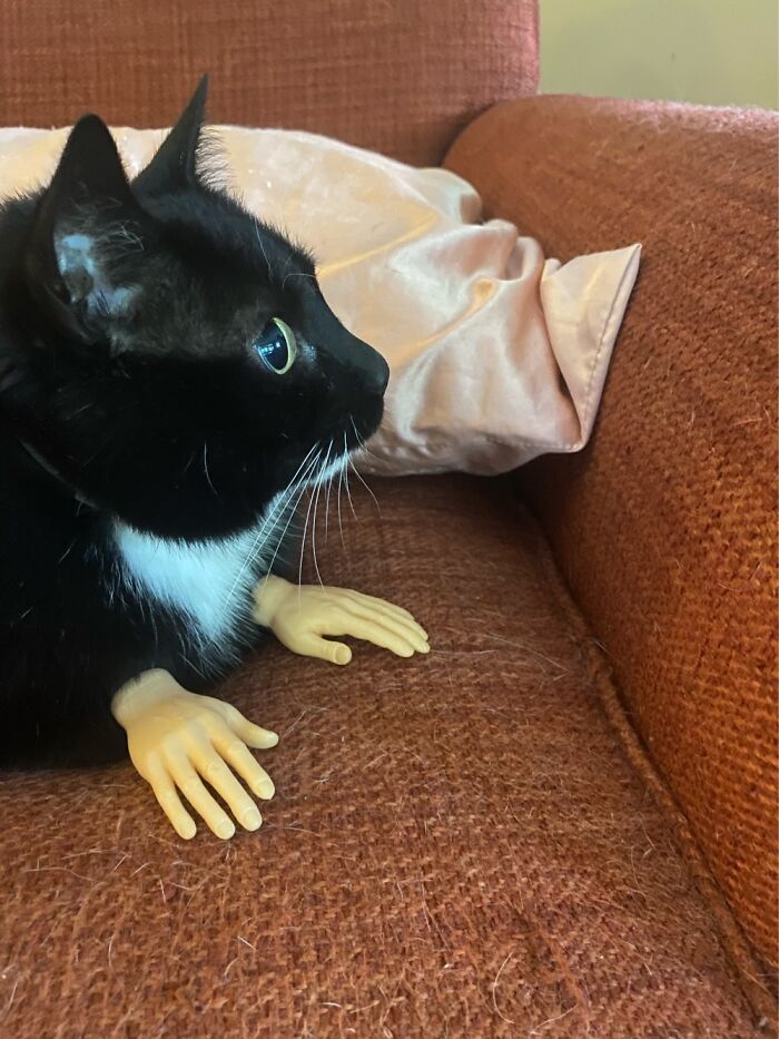 Hey Pandas, What Is Your Most Recent Stupid Buy?