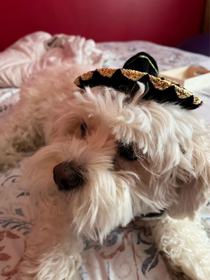 Hey Pandas, What Is Your Most Recent Stupid Buy?