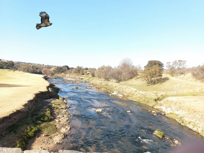 Hey Pandas, Edit This Picture