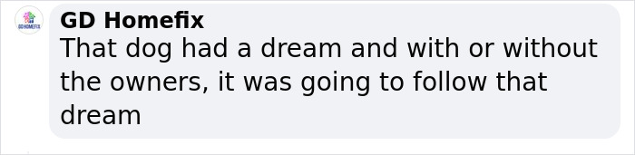 Dog Runs Away From Home And Returns With Dog Show Rosette