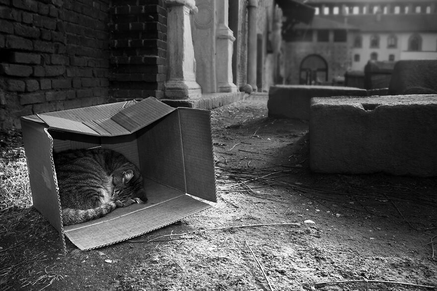 Samples From My Portfolio About Feral Cats Living In The Renaissance Age Sforzesco Castle In The Center Of Milan (8 Pics) Samples From My Portfolio About Feral Cats Living In The Renaissance Age Sforzesco Castle In The Center Of Milan (8 Pics)