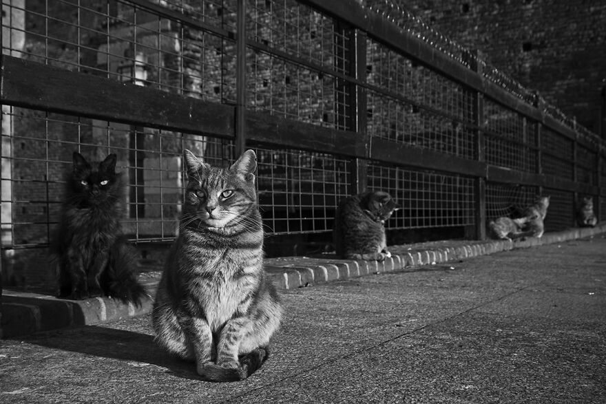 Samples From My Portfolio About Feral Cats Living In The Renaissance Age Sforzesco Castle In The Center Of Milan (8 Pics) Samples From My Portfolio About Feral Cats Living In The Renaissance Age Sforzesco Castle In The Center Of Milan (8 Pics)