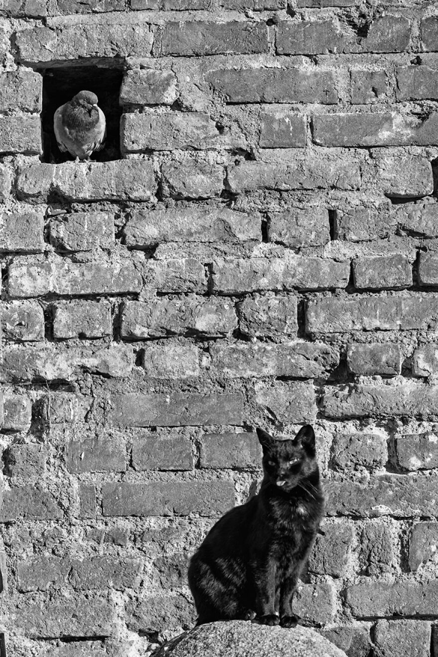 Samples From My Portfolio About Feral Cats Living In The Renaissance Age Sforzesco Castle In The Center Of Milan (8 Pics) Samples From My Portfolio About Feral Cats Living In The Renaissance Age Sforzesco Castle In The Center Of Milan (8 Pics)