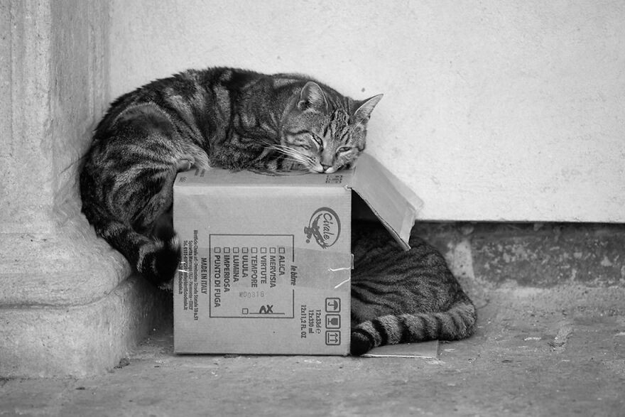 Samples From My Portfolio About Feral Cats Living In The Renaissance Age Sforzesco Castle In The Center Of Milan (8 Pics) Samples From My Portfolio About Feral Cats Living In The Renaissance Age Sforzesco Castle In The Center Of Milan (8 Pics)