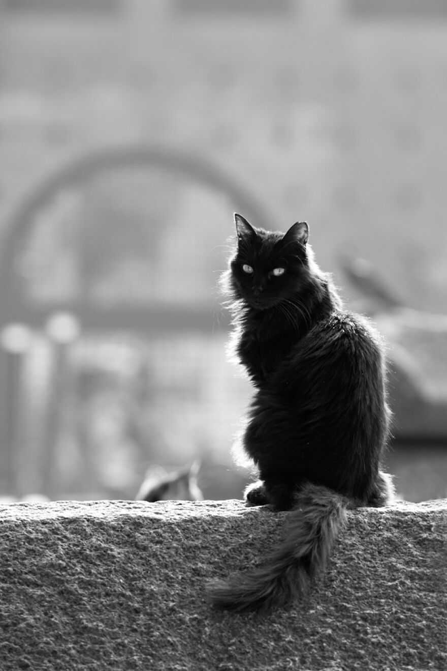 Samples From My Portfolio About Feral Cats Living In The Renaissance Age Sforzesco Castle In The Center Of Milan (8 Pics) Samples From My Portfolio About Feral Cats Living In The Renaissance Age Sforzesco Castle In The Center Of Milan (8 Pics)