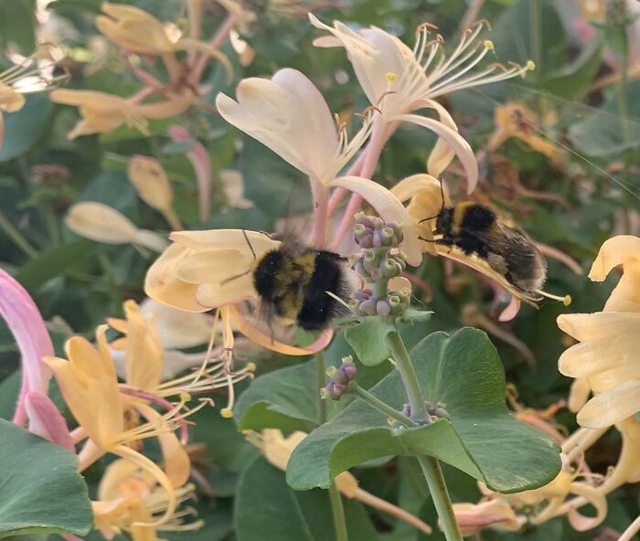 I Spent An Afternoon Photographing Bees In My Garden (7 Pics) I Spent An Afternoon Photographing Bees In My Garden (7 Pics)