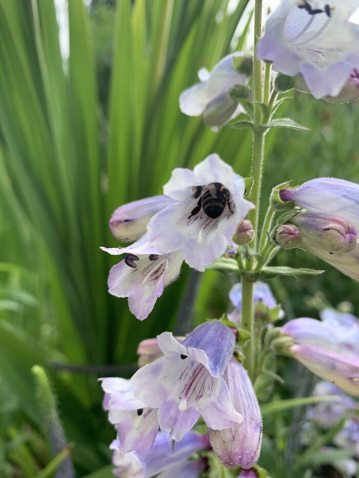 I Spent An Afternoon Photographing Bees In My Garden (7 Pics) I Spent An Afternoon Photographing Bees In My Garden (7 Pics)