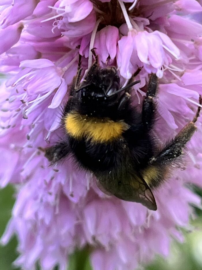 I Spent An Afternoon Photographing Bees In My Garden (7 Pics) I Spent An Afternoon Photographing Bees In My Garden (7 Pics)