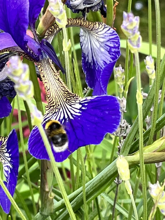 I Spent An Afternoon Photographing Bees In My Garden (7 Pics) I Spent An Afternoon Photographing Bees In My Garden (7 Pics)