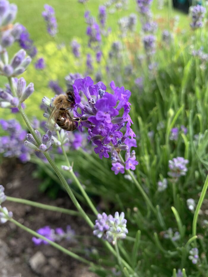 I Spent An Afternoon Photographing Bees In My Garden (7 Pics) I Spent An Afternoon Photographing Bees In My Garden (7 Pics)