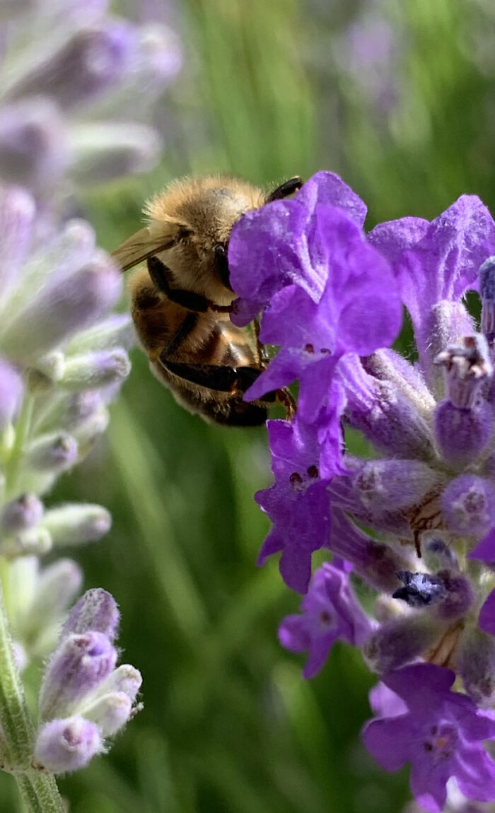 I Spent An Afternoon Photographing Bees In My Garden (7 Pics) I Spent An Afternoon Photographing Bees In My Garden (7 Pics)