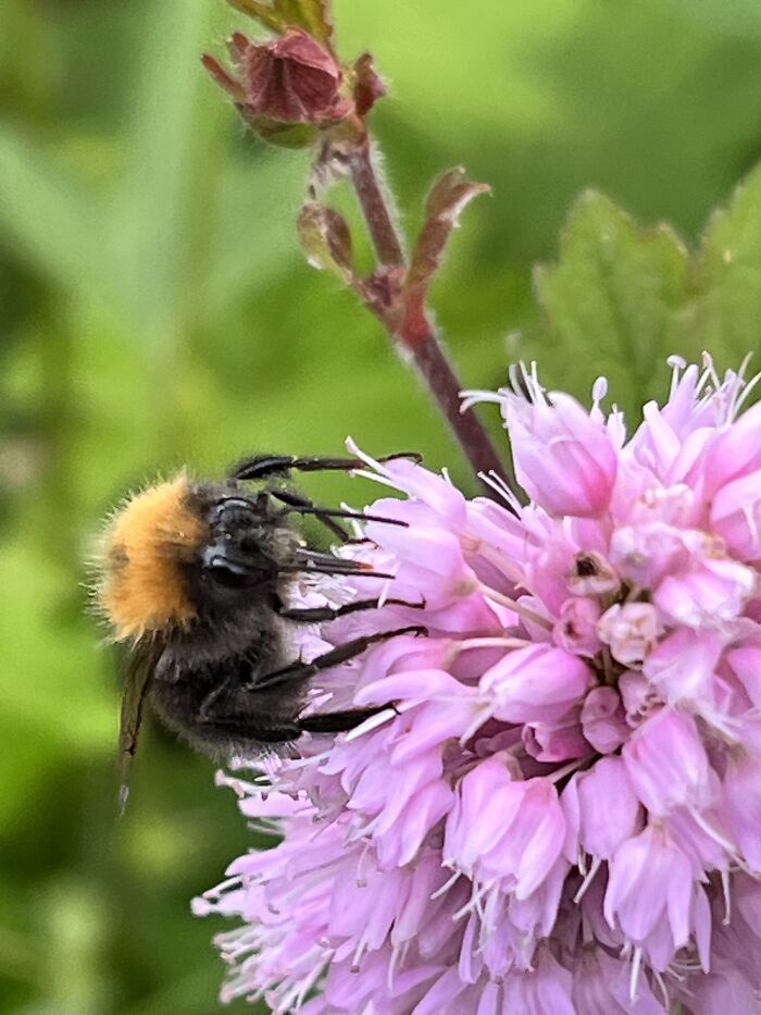 I Spent An Afternoon Photographing Bees In My Garden (7 Pics) I Spent An Afternoon Photographing Bees In My Garden (7 Pics)