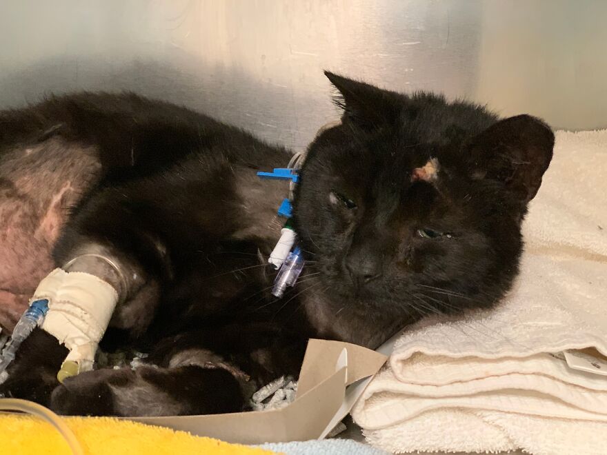Cat Gets Attacked By Two Dogs, Survives, And Finds His Forever Home With The Veterinarian Who Saved Him Cat Gets Attacked By Two Dogs, Survives, And Finds His Forever Home With The Veterinarian Who Saved Him