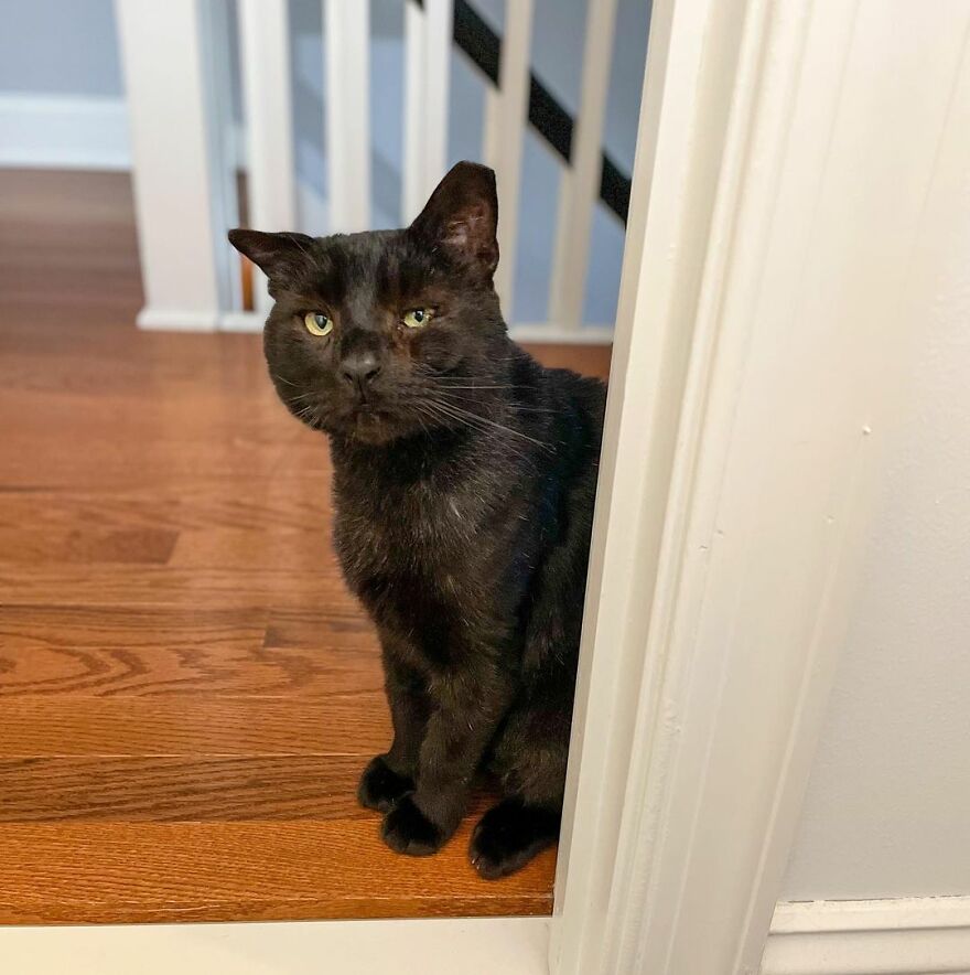 Cat Gets Attacked By Two Dogs, Survives, And Finds His Forever Home With The Veterinarian Who Saved Him Cat Gets Attacked By Two Dogs, Survives, And Finds His Forever Home With The Veterinarian Who Saved Him