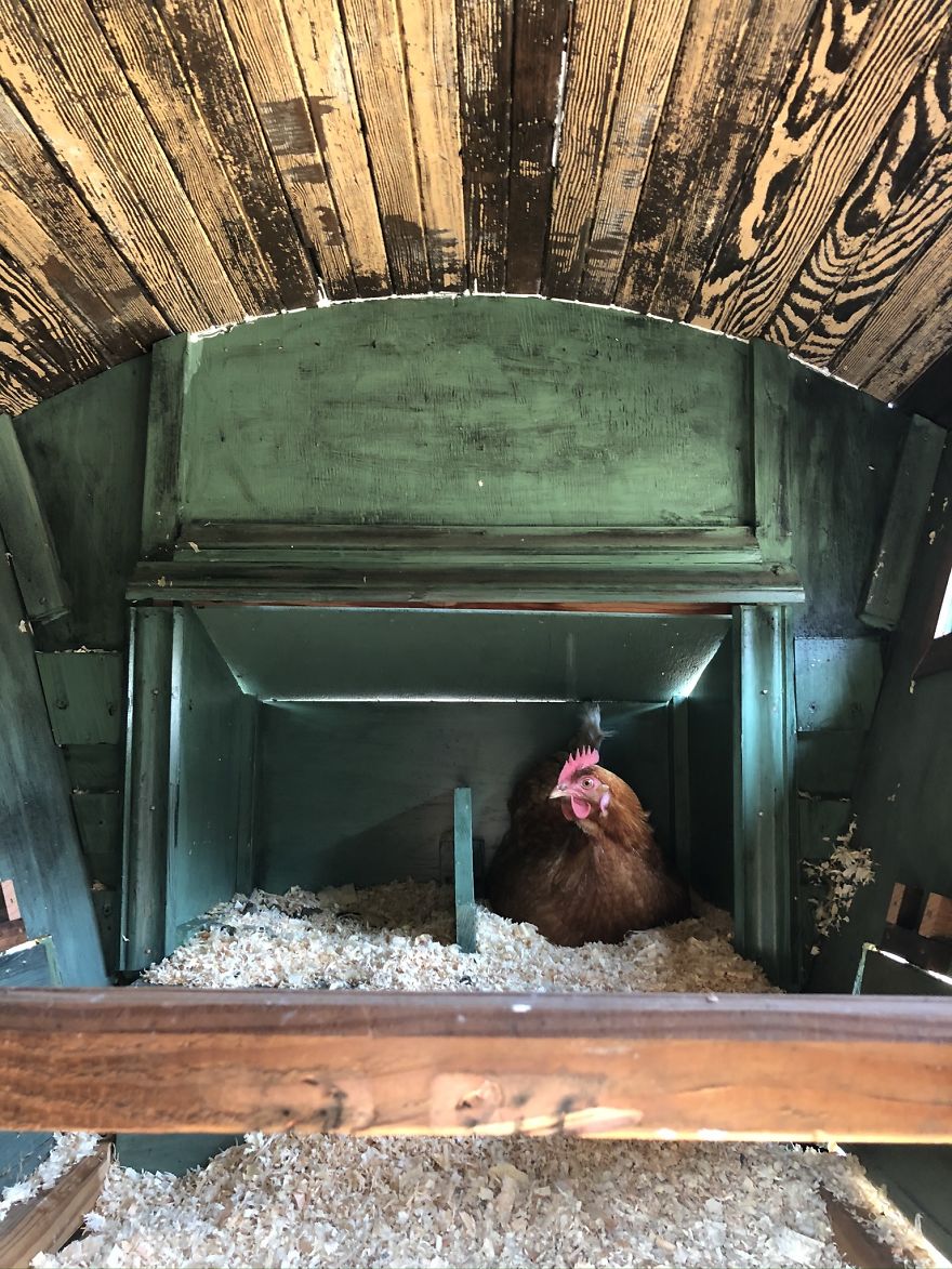 I’ve Built This DIY Chicken Coop Out Of Up-Cycled Items During Quarantine (16 Pics) I’ve Built This DIY Chicken Coop Out Of Up-Cycled Items During Quarantine (16 Pics)