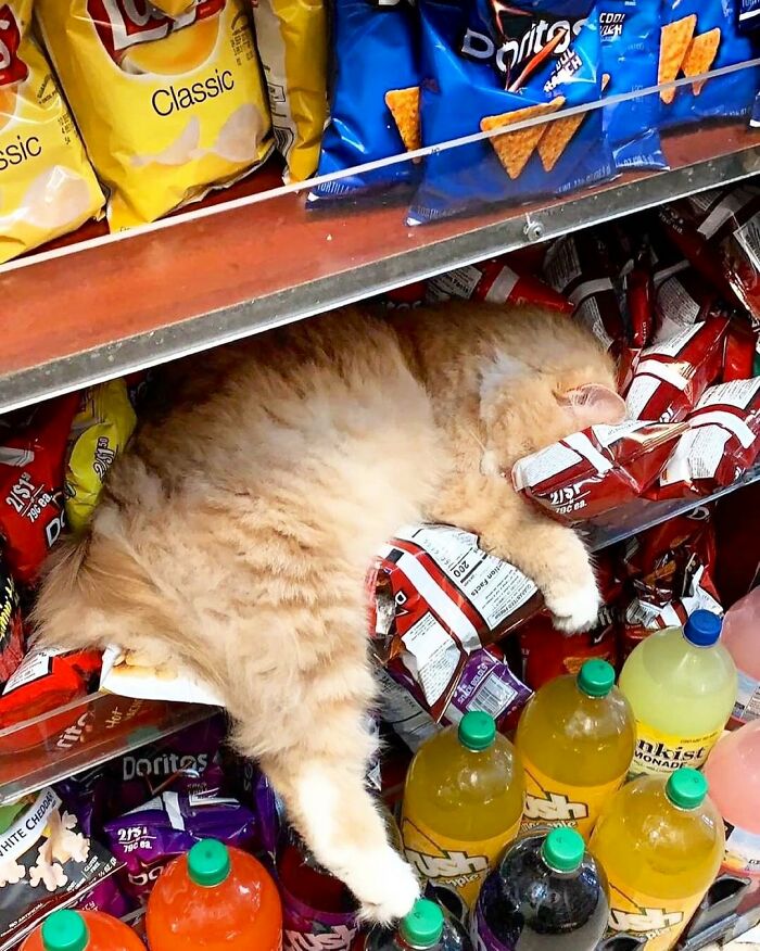This Twitter Account Collects Photos Of Cats In Small Shops Looking Like They Own The Place (50 New Pics) This Twitter Account Collects Photos Of Cats In Small Shops Looking Like They Own The Place (50 New Pics)