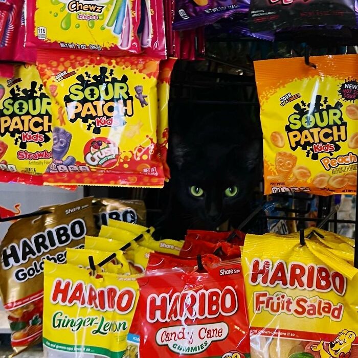 This Twitter Account Collects Photos Of Cats In Small Shops Looking Like They Own The Place (50 New Pics) This Twitter Account Collects Photos Of Cats In Small Shops Looking Like They Own The Place (50 New Pics)