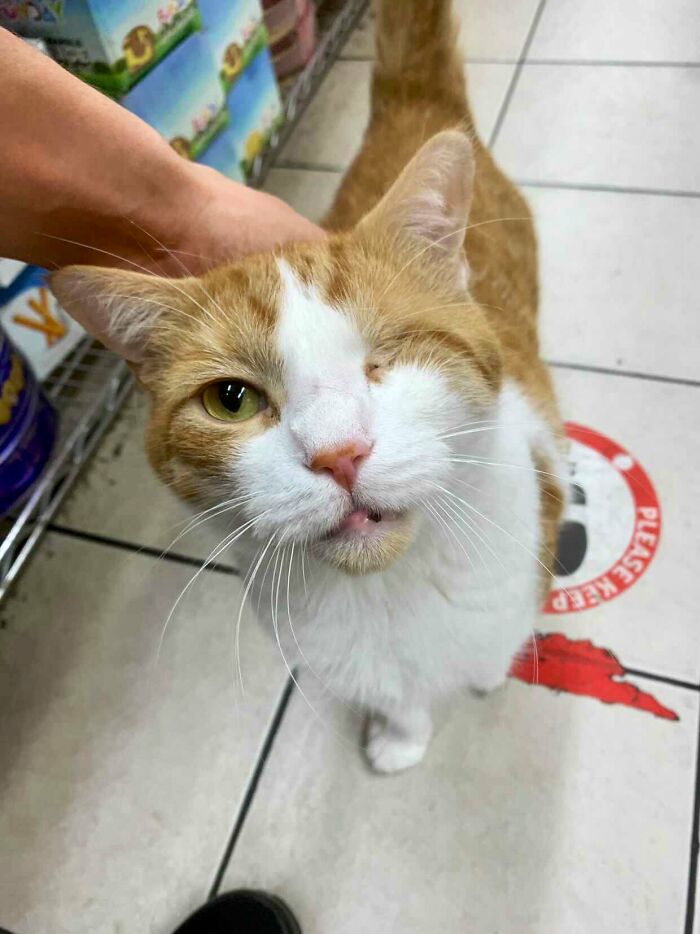 This Twitter Account Collects Photos Of Cats In Small Shops Looking Like They Own The Place (50 New Pics) This Twitter Account Collects Photos Of Cats In Small Shops Looking Like They Own The Place (50 New Pics)