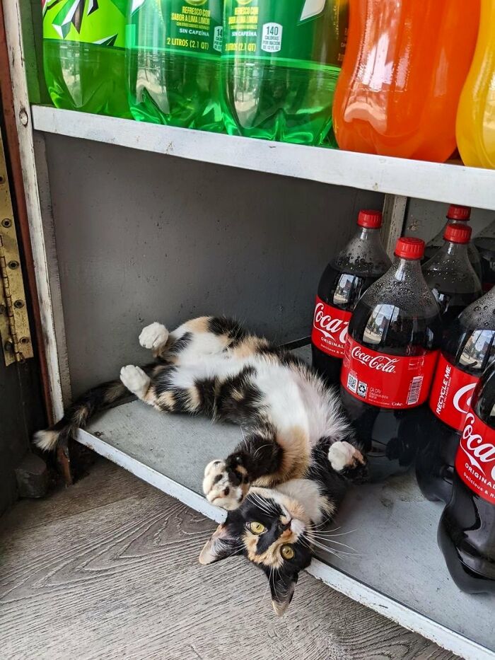 This Twitter Account Collects Photos Of Cats In Small Shops Looking Like They Own The Place (50 New Pics) This Twitter Account Collects Photos Of Cats In Small Shops Looking Like They Own The Place (50 New Pics)