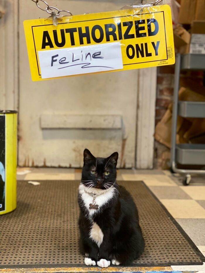 This Twitter Account Collects Photos Of Cats In Small Shops Looking Like They Own The Place (50 New Pics) This Twitter Account Collects Photos Of Cats In Small Shops Looking Like They Own The Place (50 New Pics)