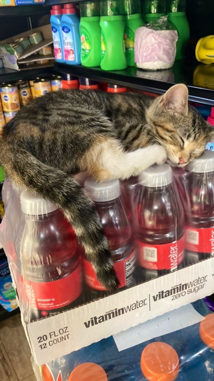This Twitter Account Collects Photos Of Cats In Small Shops Looking Like They Own The Place (50 New Pics) This Twitter Account Collects Photos Of Cats In Small Shops Looking Like They Own The Place (50 New Pics)