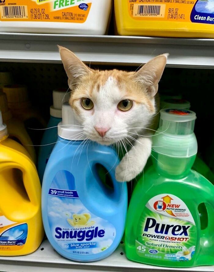 This Twitter Account Collects Photos Of Cats In Small Shops Looking Like They Own The Place (50 New Pics) This Twitter Account Collects Photos Of Cats In Small Shops Looking Like They Own The Place (50 New Pics)