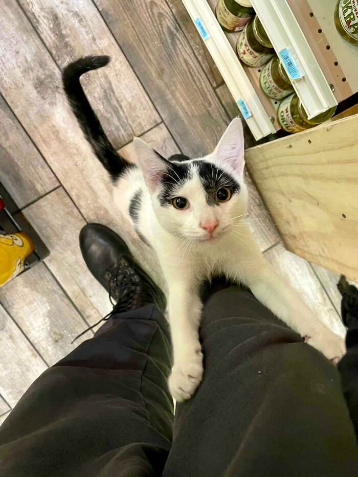 This Twitter Account Collects Photos Of Cats In Small Shops Looking Like They Own The Place (50 New Pics) This Twitter Account Collects Photos Of Cats In Small Shops Looking Like They Own The Place (50 New Pics)