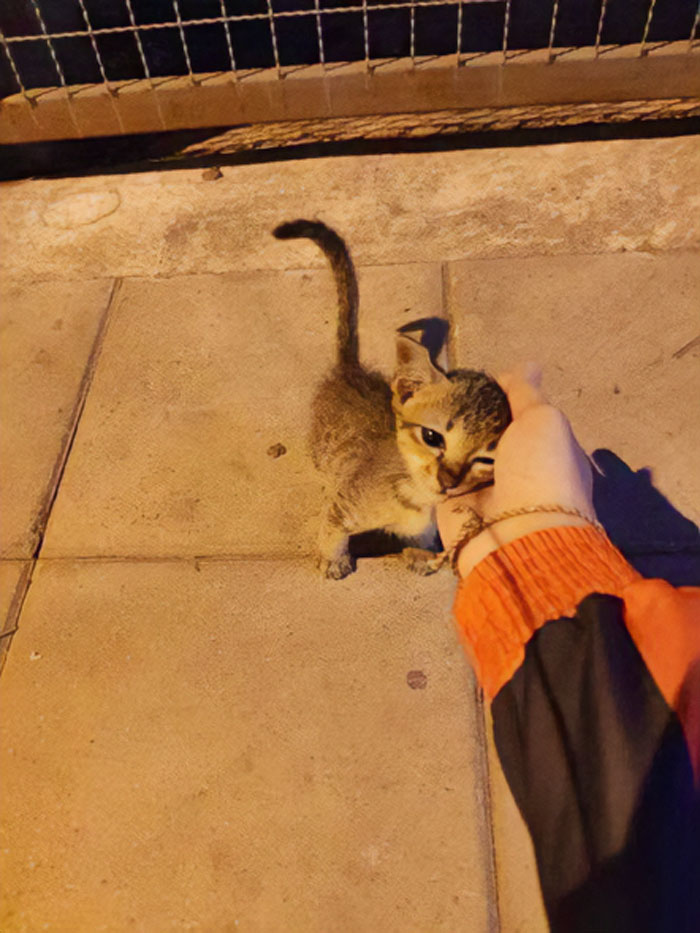 This Twitter Account Collects Photos Of Cats In Small Shops Looking Like They Own The Place (50 New Pics) This Twitter Account Collects Photos Of Cats In Small Shops Looking Like They Own The Place (50 New Pics)