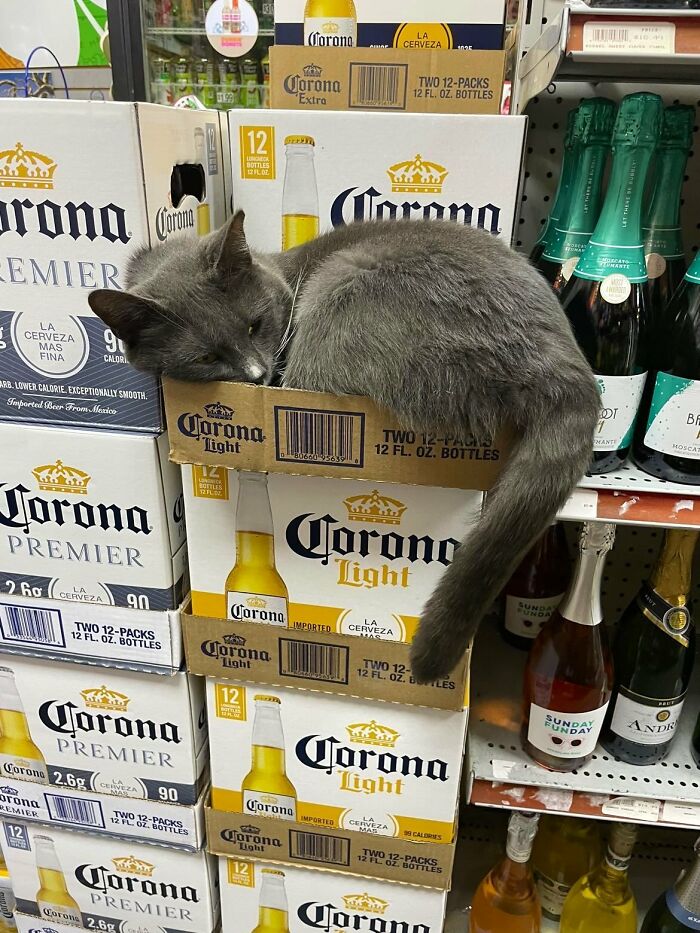 This Twitter Account Collects Photos Of Cats In Small Shops Looking Like They Own The Place (50 New Pics) This Twitter Account Collects Photos Of Cats In Small Shops Looking Like They Own The Place (50 New Pics)