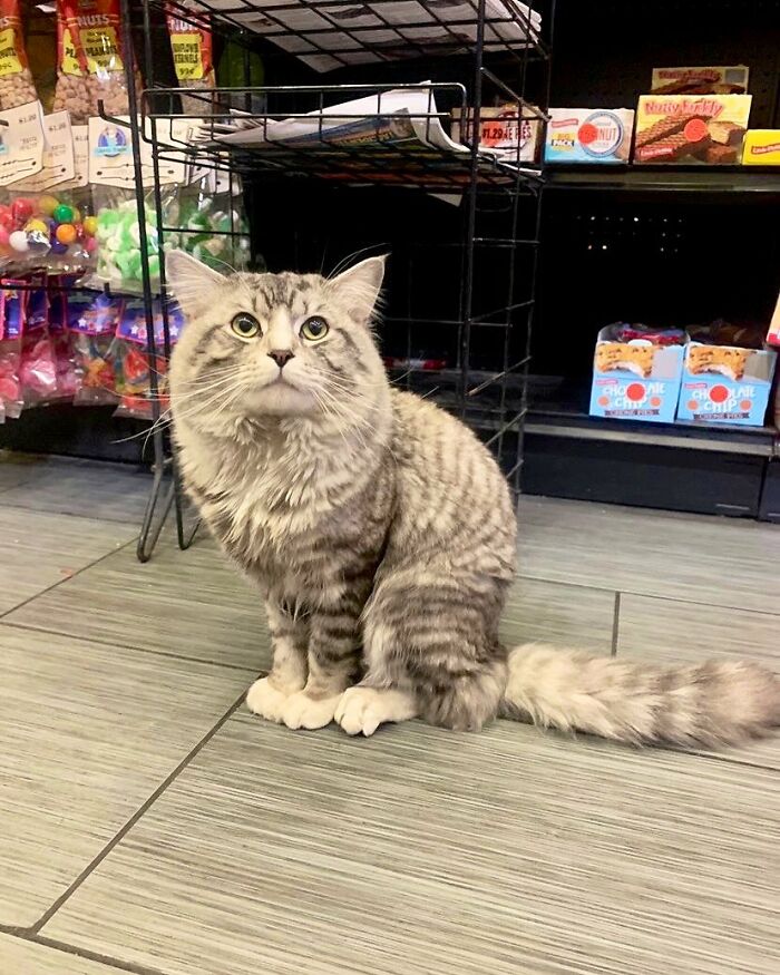 This Twitter Account Collects Photos Of Cats In Small Shops Looking Like They Own The Place (50 New Pics) This Twitter Account Collects Photos Of Cats In Small Shops Looking Like They Own The Place (50 New Pics)