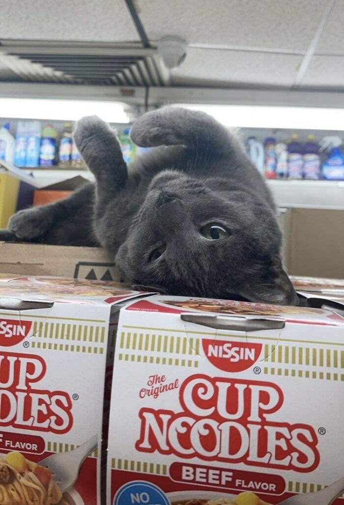 This Twitter Account Collects Photos Of Cats In Small Shops Looking Like They Own The Place (50 New Pics) This Twitter Account Collects Photos Of Cats In Small Shops Looking Like They Own The Place (50 New Pics)