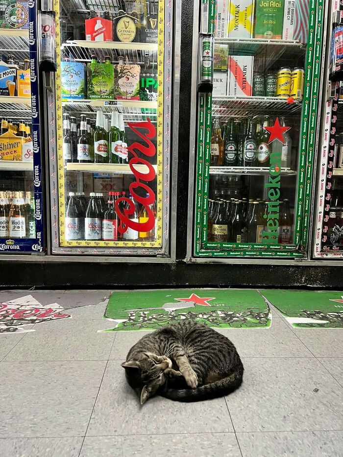 This Twitter Account Collects Photos Of Cats In Small Shops Looking Like They Own The Place (50 New Pics) This Twitter Account Collects Photos Of Cats In Small Shops Looking Like They Own The Place (50 New Pics)