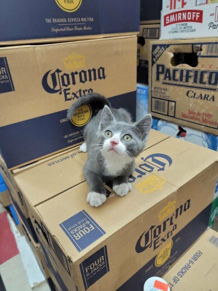 This Twitter Account Collects Photos Of Cats In Small Shops Looking Like They Own The Place (50 New Pics) This Twitter Account Collects Photos Of Cats In Small Shops Looking Like They Own The Place (50 New Pics)