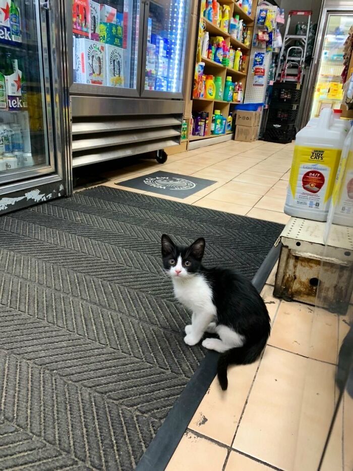 This Twitter Account Collects Photos Of Cats In Small Shops Looking Like They Own The Place (50 New Pics) This Twitter Account Collects Photos Of Cats In Small Shops Looking Like They Own The Place (50 New Pics)