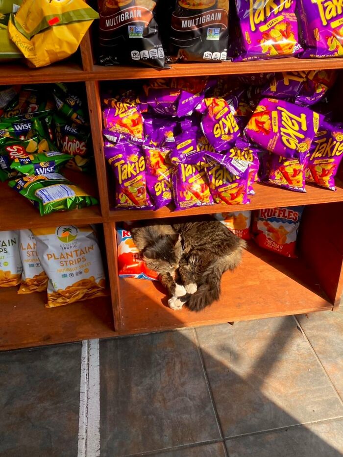 This Twitter Account Collects Photos Of Cats In Small Shops Looking Like They Own The Place (50 New Pics) This Twitter Account Collects Photos Of Cats In Small Shops Looking Like They Own The Place (50 New Pics)