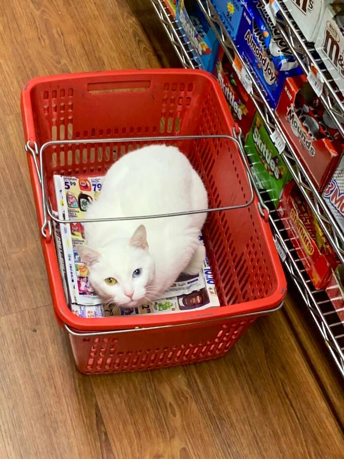 This Twitter Account Collects Photos Of Cats In Small Shops Looking Like They Own The Place (50 New Pics) This Twitter Account Collects Photos Of Cats In Small Shops Looking Like They Own The Place (50 New Pics)