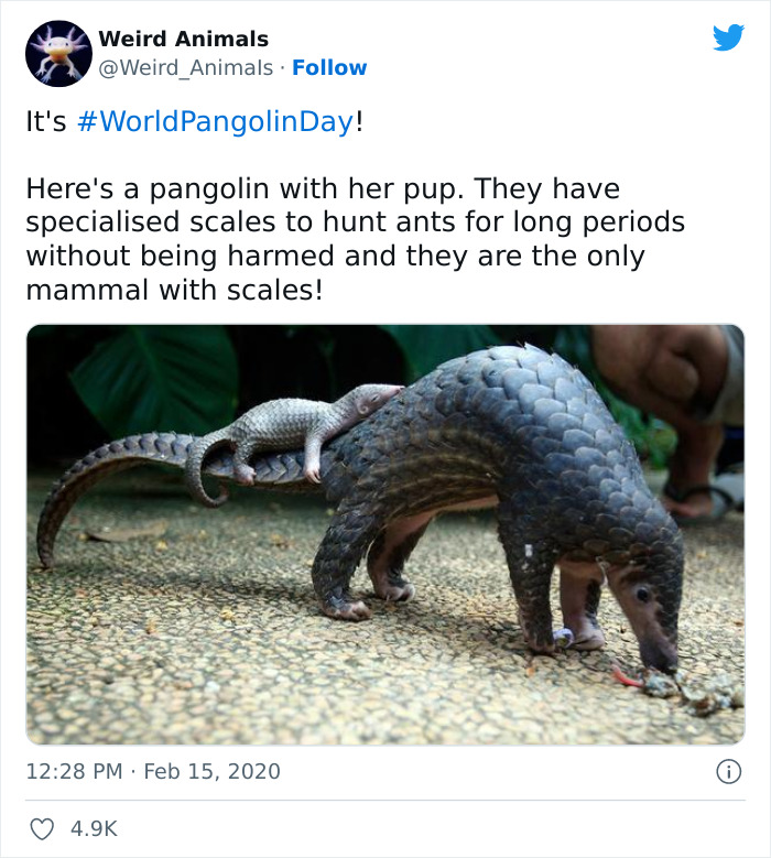 Twitter Page Shares 50 Animals That You Probably Haven’t Seen Before Twitter Page Shares 50 Animals That You Probably Haven’t Seen Before