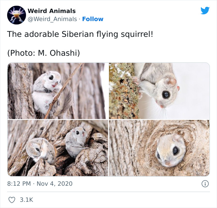 Twitter Page Shares 50 Animals That You Probably Haven’t Seen Before Twitter Page Shares 50 Animals That You Probably Haven’t Seen Before