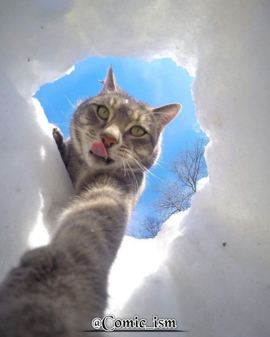 20 Totally Adorable And Hilarious Cat Selfies That Will Make You Laugh 20 Totally Adorable And Hilarious Cat Selfies That Will Make You Laugh
