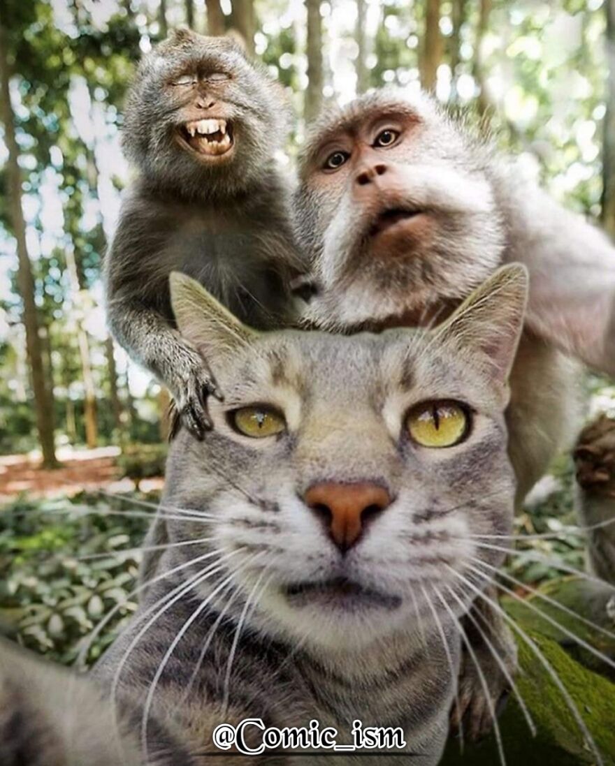 20 Totally Adorable And Hilarious Cat Selfies That Will Make You Laugh 20 Totally Adorable And Hilarious Cat Selfies That Will Make You Laugh